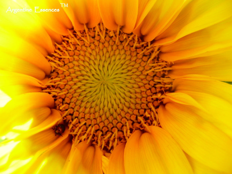 Sunflower Essence - Petite Fluer