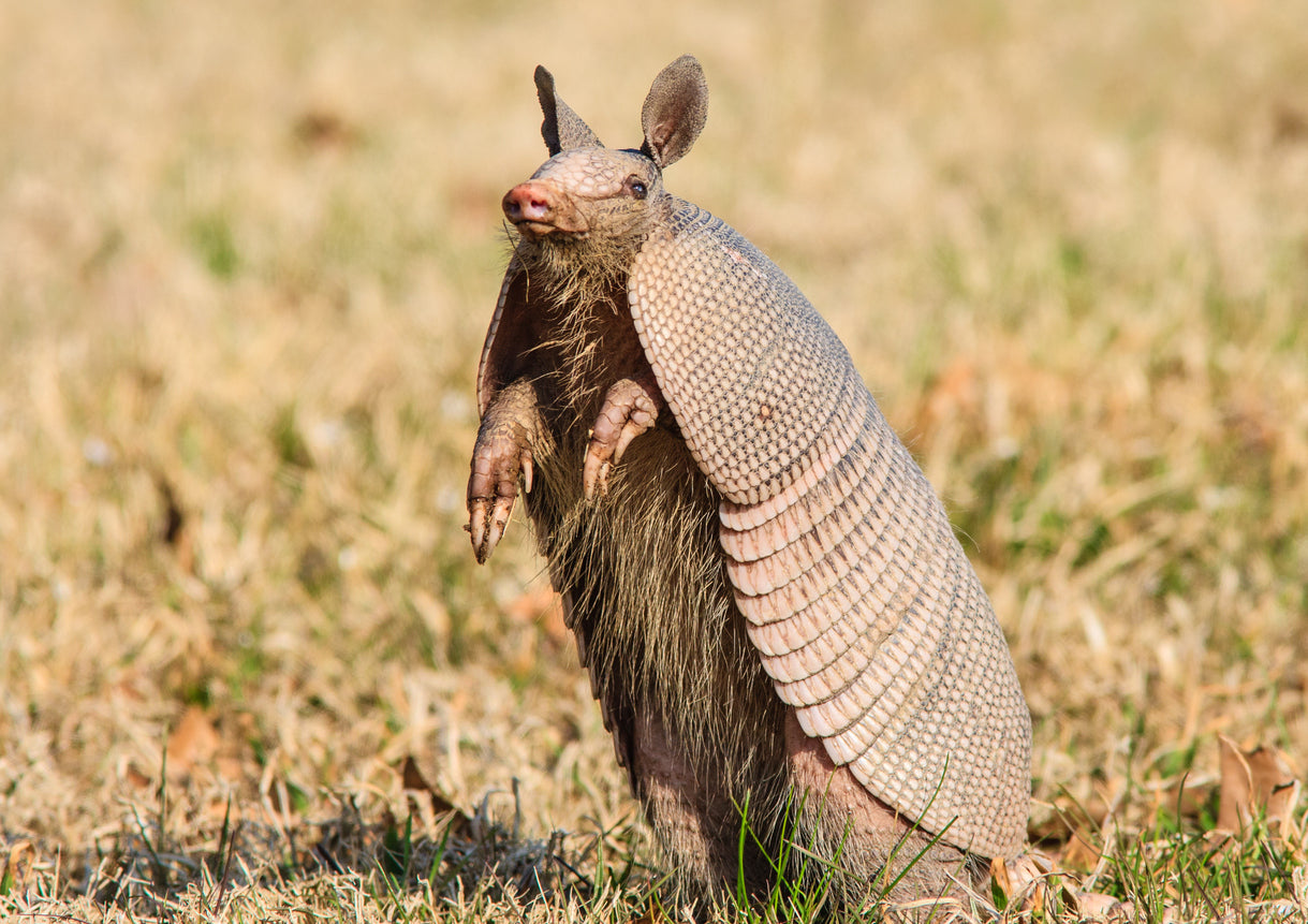 Armadillo Vibrational Essence | Wild Earth Animal Essences