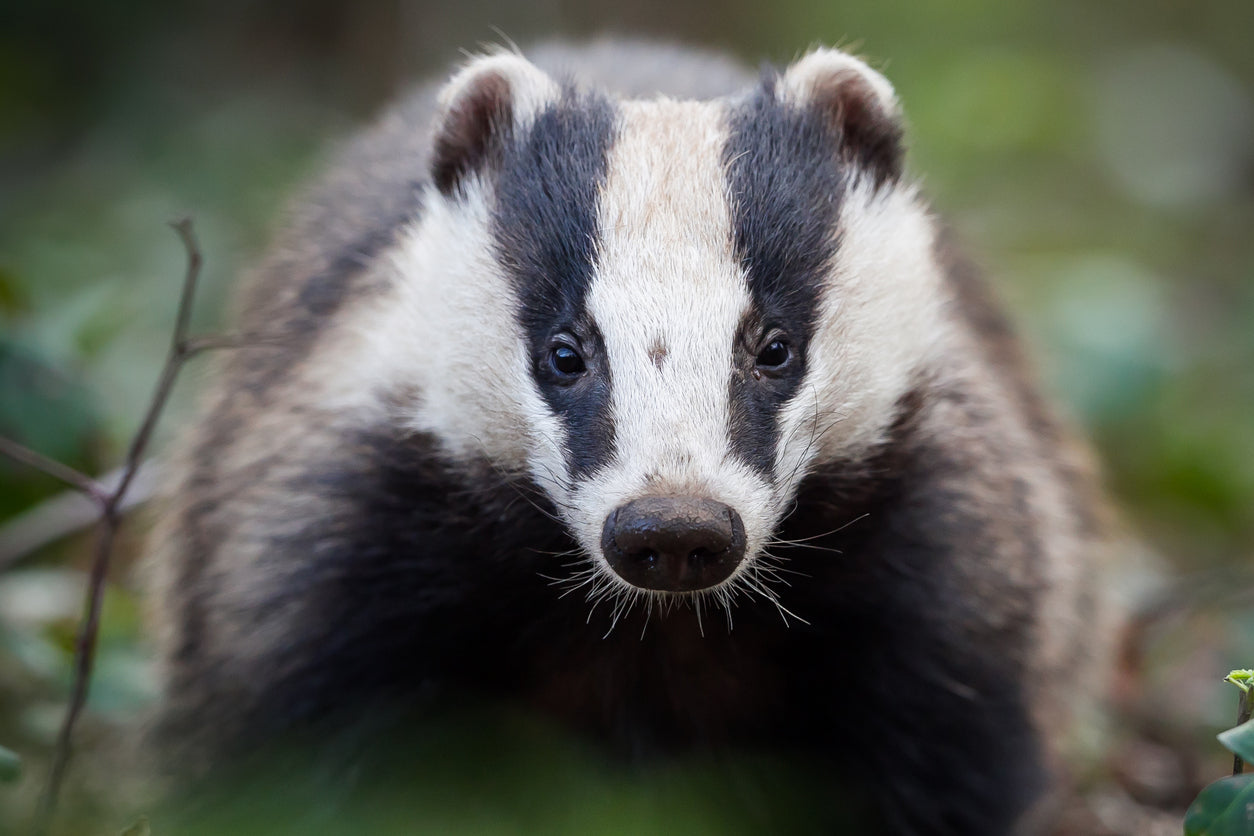 Badger Vibrational Essence | Wild Earth Animal Essences