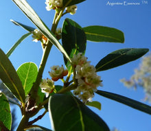 Load image into Gallery viewer, Bay Flower Remedy