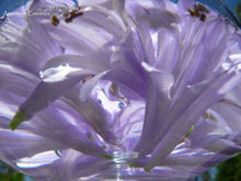 Load image into Gallery viewer, Blue Agapanthus Flower Remedy