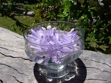 Load image into Gallery viewer, Blue Agapanthus Flower Remedy