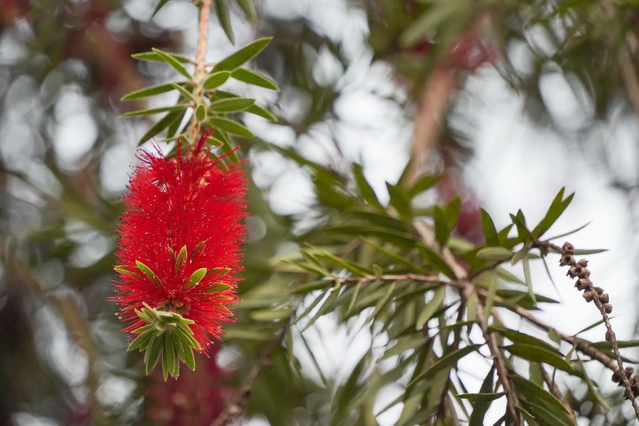Bottlebrush Flower Essence | Australian Bush