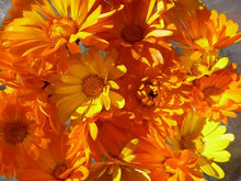 Load image into Gallery viewer, Calendula Flower Remedy