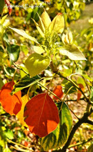 Load image into Gallery viewer, Camphor Flower Remedy