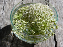 Load image into Gallery viewer, Carrot Flower Remedy
