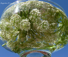 Load image into Gallery viewer, Carrot Flower Remedy