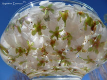 Load image into Gallery viewer, Cherry Plum Flower Remedy