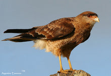 Load image into Gallery viewer, Chimango Vibrational Animal Essence  Remedy - Argentine Esssences