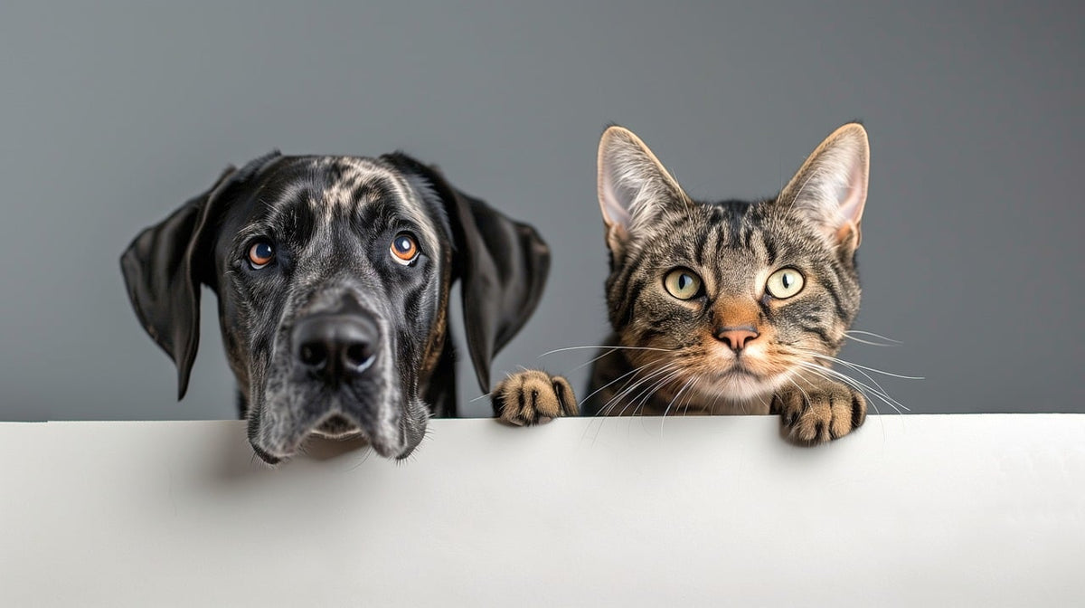 Animal Communication and Soul Connection
