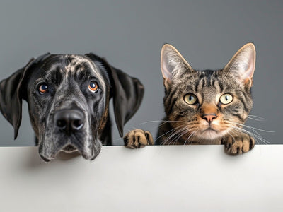 Animal Communication 1