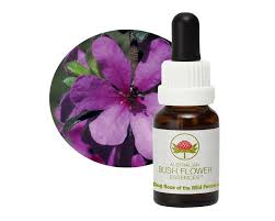 Dog Rose of the Wild Force Essence