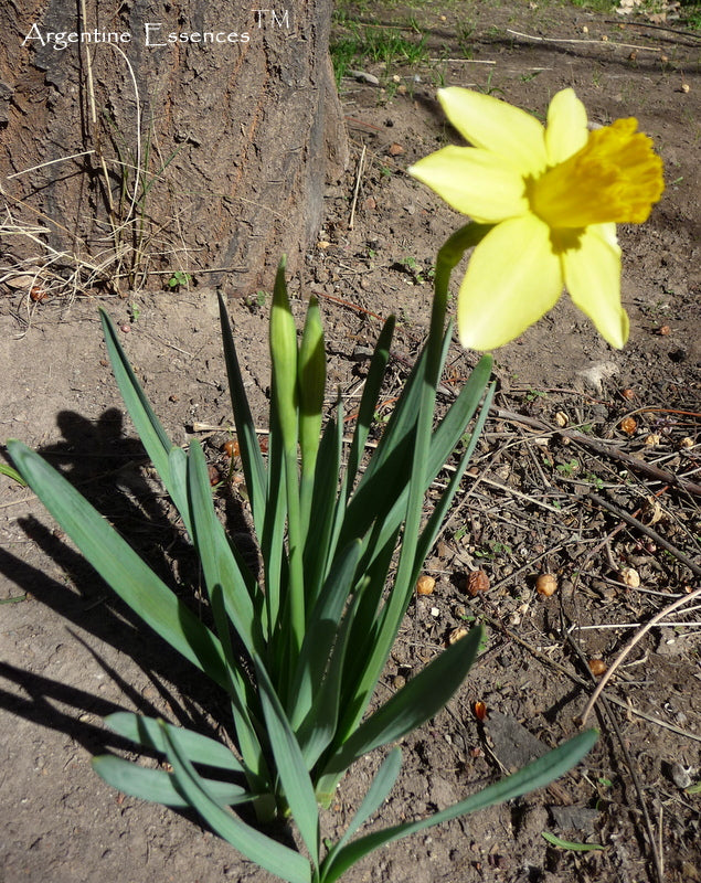Daffodil Flower Remedy ( Solar Eclipse)
