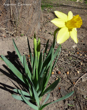 Load image into Gallery viewer, Daffodil Flower Remedy ( Solar Eclipse)