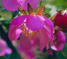 Load image into Gallery viewer, Dog Rose - Flower Essence