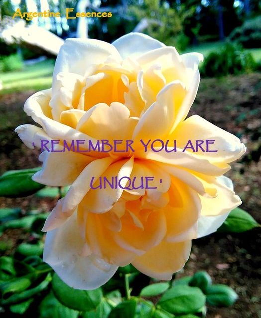 Double Headed White Rose Flower Essence Remedy