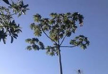 Load image into Gallery viewer, Embaúba Flower Remedy Essence