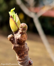 Load image into Gallery viewer, Fig Flower Remedy