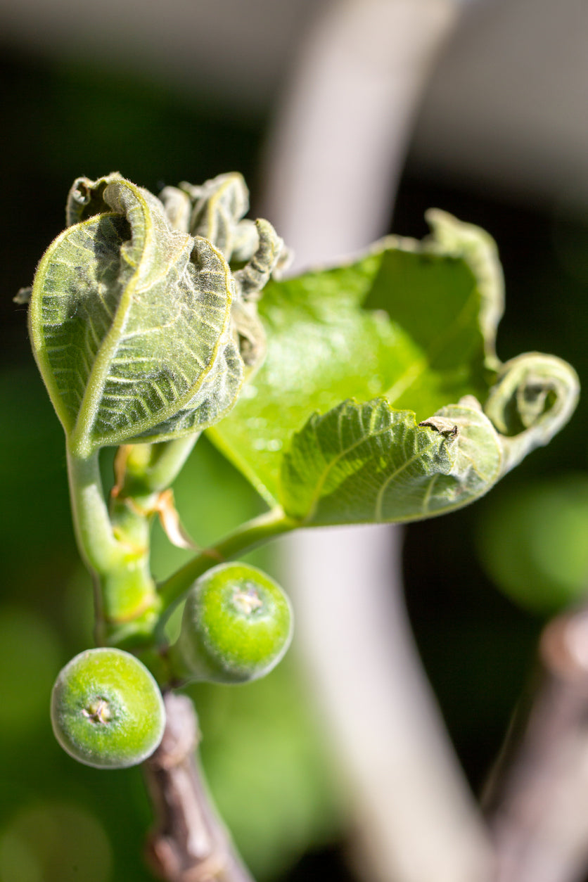 White and Black Fig Flower Essence