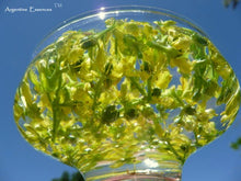 Load image into Gallery viewer, Fringed Rue Flower Remedy