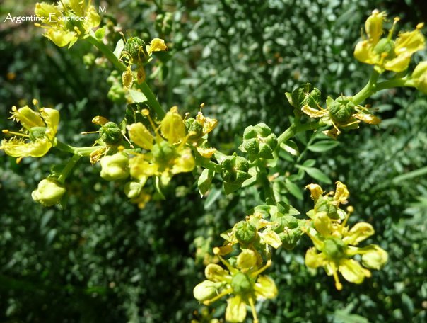 Fringed Rue Flower Remedy