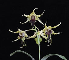 Fruits of Love Orchid Flower Essence Remedy