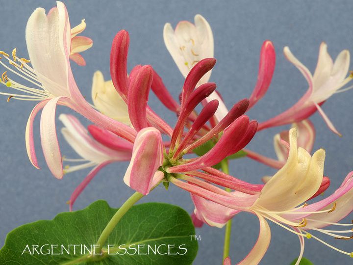 Honeysuckle Flower Remedy