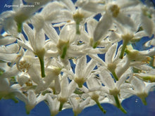 Load image into Gallery viewer, Kumquat Flower Remedy