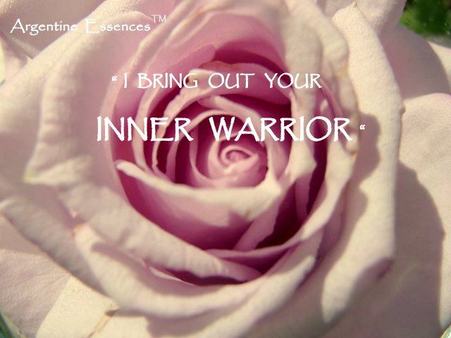 Lilac Rose Flower Essence Remedy