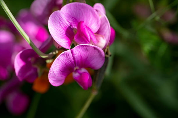 Magenta Pink Sweet Pea Flower Essence