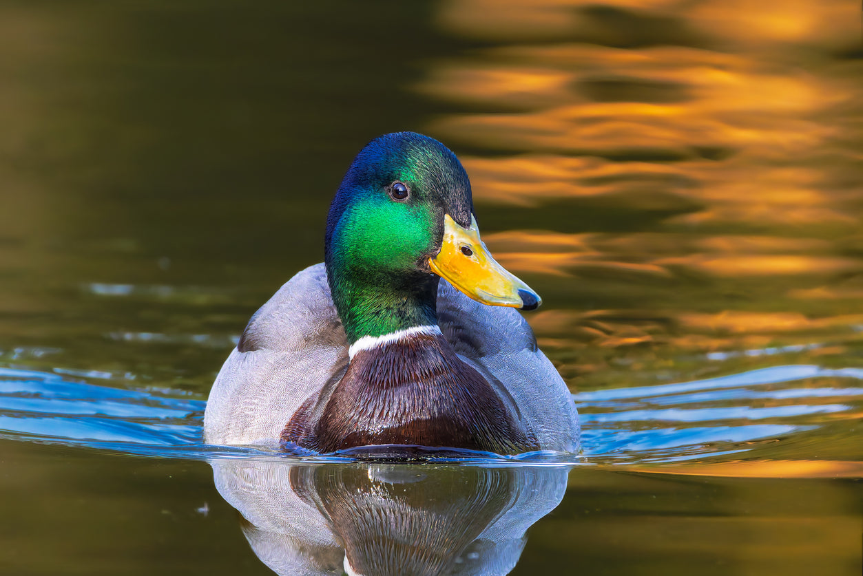 Mallard Essence Vibrational Remedy