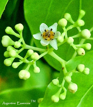 Load image into Gallery viewer, Camphor Flower Remedy