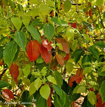 Load image into Gallery viewer, Camphor Flower Remedy