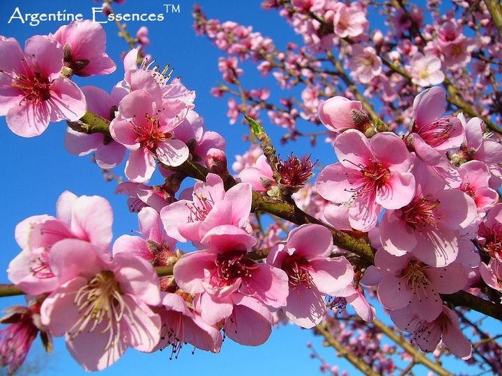Peach Blossom Flower Essence Remedy