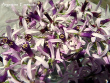 Load image into Gallery viewer, Persian Lilac Flower Remedy