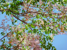 Load image into Gallery viewer, Persian Lilac Flower Remedy