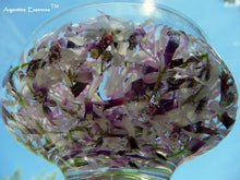 Load image into Gallery viewer, Persian Lilac Flower Remedy