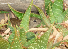 Load image into Gallery viewer, Prairie Dog Remedy