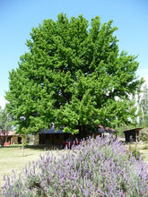 Load image into Gallery viewer, Quinta Gaia  Environmental Remedy