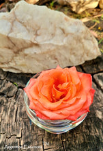 Load image into Gallery viewer, Salmon Pink Rose Flower Remedy