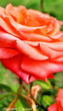 Load image into Gallery viewer, Salmon Pink Rose Flower Remedy