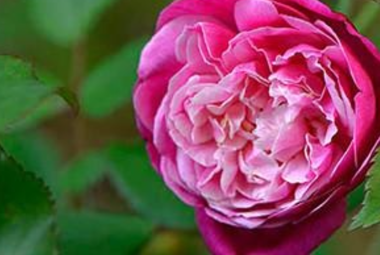 Archduke Charles Antique Rose Remedy
