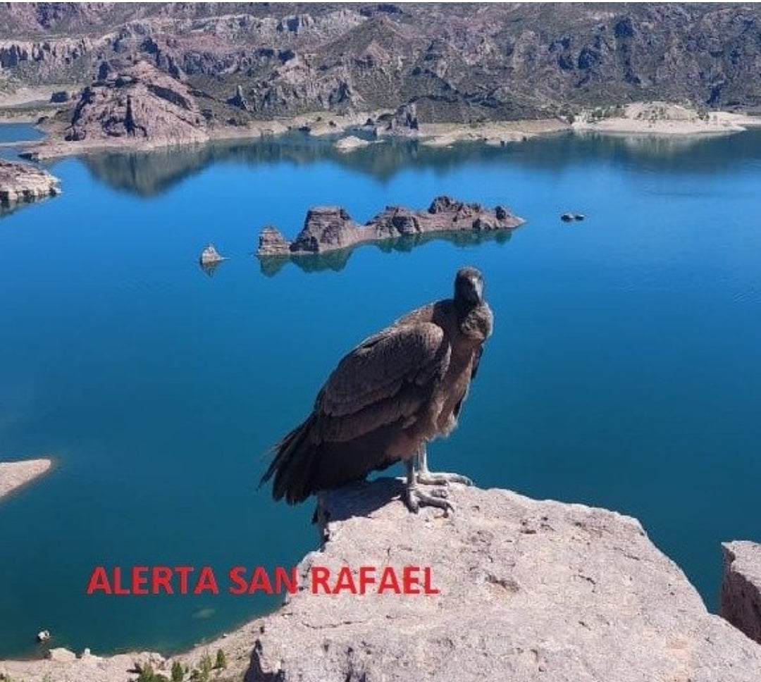 Turkey Vulture Vibrational Animal Essence Remedy
