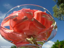 Load image into Gallery viewer, Soft Pink Rose Flower Remedy