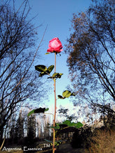 Load image into Gallery viewer, Tall Pink Rose Flower Remedy