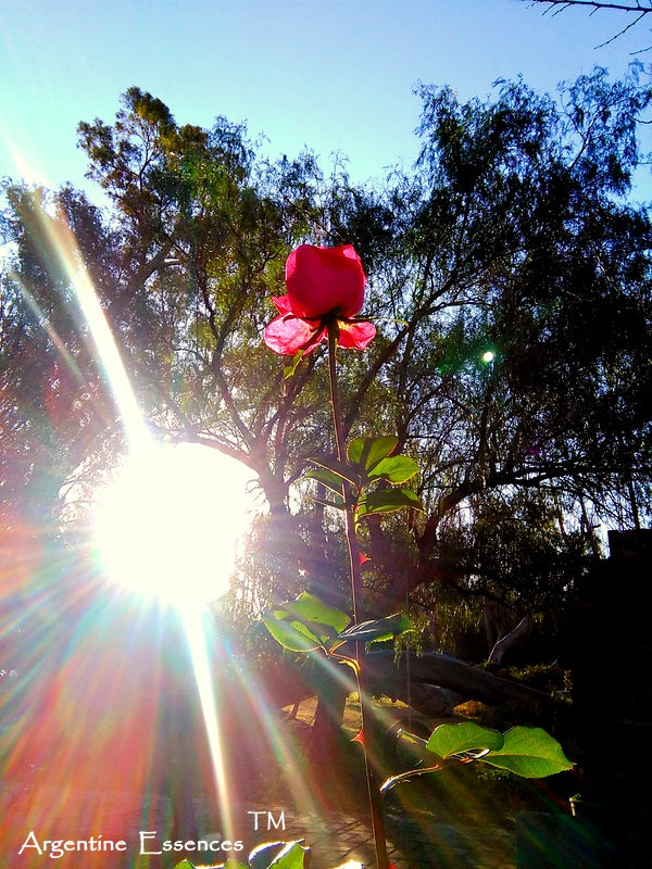 Tall Pink Rose Flower Remedy