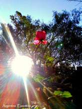 Load image into Gallery viewer, Tall Pink Rose Flower Remedy