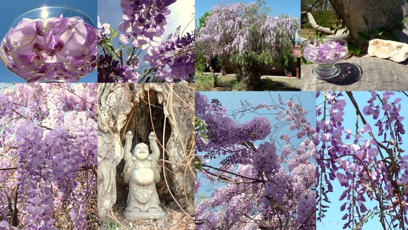 Wisteria Flower Remedy