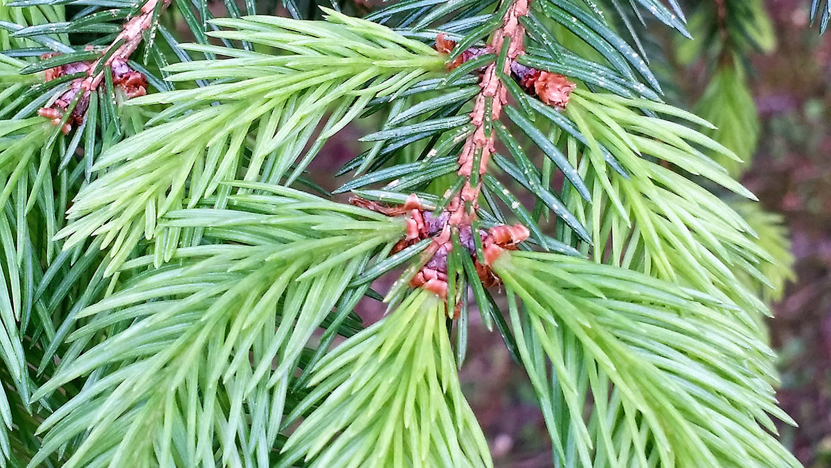 Abies of Lourdes Flower Remedy