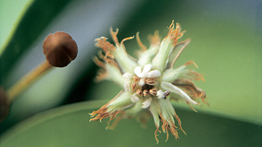 Abrico (Apricot) Flower Essence